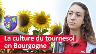 Le Tournesol en Bourgogne : Pourquoi et comment le cultiver ? 🌻