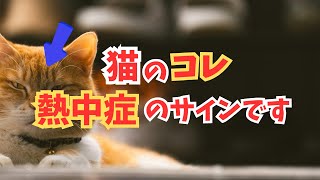 【知らないと後悔します】猫の熱中症のサインと対策・予防6選！暑さに苦しんでいるのは人間だけではありません…