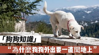 為什麼狗狗外出要一直聞地上