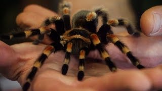 Are Spiders Dangerous
