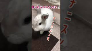 ウサギの可愛い反応です🐰🐰🐰