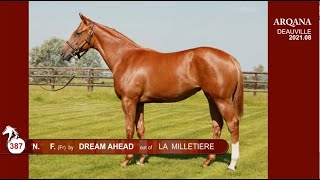 Arqana 2021.08 - V2, N° 387 - F. / Dream Ahead x La Milletière, présentée par le Haras De Grandcamp