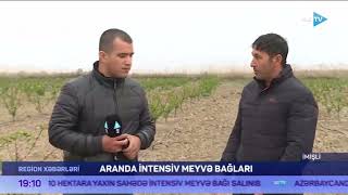 Aranda intensiv meyvə bağları-AzTV