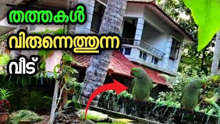 10 വർഷമായിട്ട് തത്ത ഫുഡ് കൊടുക്കുന്ന വീട് MVVLOGS