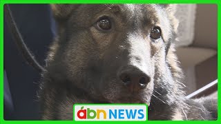 警察犬「チョッパー」嘱託式で今年の活動スタート！行方不明者捜索などで活躍に期待（abnステーション　2025.01.06）