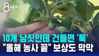 10개 남짓인데 건들면 '툭'…\