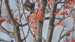 ツグミ　ナナカマドに群がるツグミたち