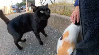 【今週のボツ動画】短い野良猫動画まとめて公開-unreleased video of this week-2022/10/1w