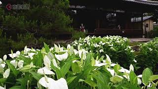 京都・建仁寺塔頭　両足院のハンゲショウ　\