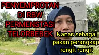 PENYEMPROTAN DI RBW PERMENSTASI TELOR BEBEK