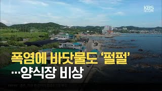 [여기는 포항] 폭염에 바닷물도 ‘펄펄’…양식장 비상 / KBS 2021.07.22.