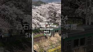 Sakura 2024追櫻計劃#256，日本宮城県柴田町「白石川堤千櫻橋」，Shibata-machi  Miyagi Japan 。