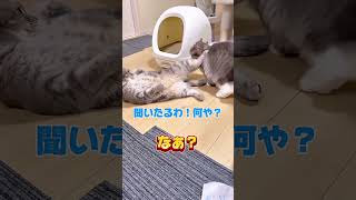 じゃれ合い？が漫画みたいにオモロいまんくつ🤣💨【関西弁猫】#shorts #shortvideo #subscribe #cat #猫 #ねこ #pets #アフレコ