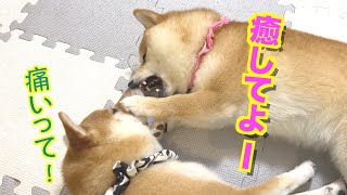 お兄ちゃんに甘える仕草が、可愛すぎる子犬