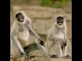 Devendar jangid  monkey videos