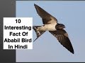 10 Interesting Fact Of Ababil Bird In Hindi