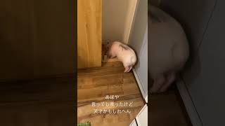 ぼくは天才ブヒ🐽 #マイクロブタ #shorts