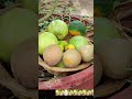 మా ఇంటి పెరటి మిద్దె తోట పండ్లు harvesting fruits terrace garden plz subscribe 🙏🙏..