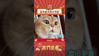 两个小可爱 猫猫：我是老大 #宠物 兔兔：对！我也是老大！#娱乐评论 #萌宠 #日常 #生活 #猫咪 #shorts  #出门见喜