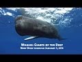 Whales: Giants of the Deep