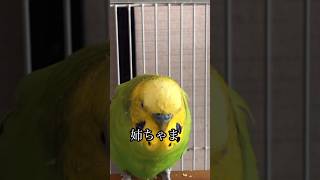 姉ちゃま好きなインコ？！#おしゃべり #動物