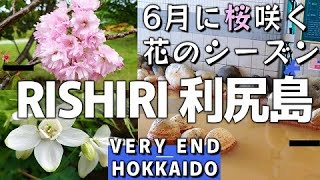 【北海道一人旅】黄金の温泉があった 6月に桜が咲いていてテンション上がりました 利尻島で泊るならホテル利尻がおすすめです！ Episode4