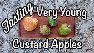 Can Very Young Custard Apples be ripened and taste delicious?