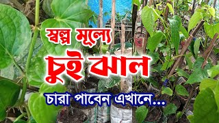 চুইঝালের চারা পাবেন সূলভ মূল্যে দেশের সর্বত্র ।। Chui jhal seedling