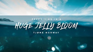 Freediving in a huge jellyfish bloom! (Norway)