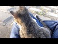 野良猫がいきなり膝の上に乗っかってきた結果www