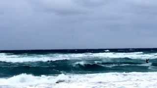 Palm blustery-Beach day 11-22-2014