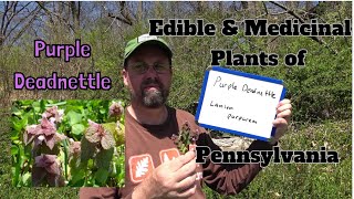 Purple Deadnettle ~ Edible \u0026 Medicinal Plants of Pennsylvania