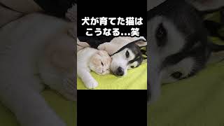 育ての親犬に甘える猫がかわいい...#猫 #cat