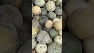 Kharbooja Muskmelon New Variety