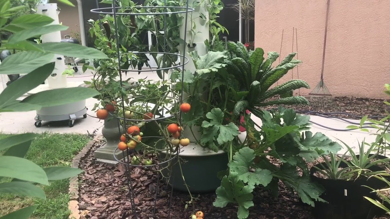 Growing Tomatoes In FL In Summer - YouTube