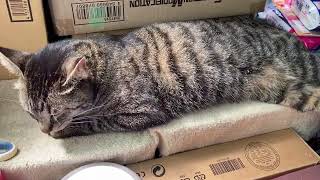 枕元の１段目でくつろぐ居候の猫