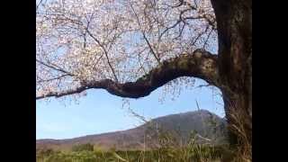 個人的に好きな風景　つくば市臼井　燧ヶ池（ひうちがいけ）の桜11