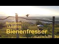 Bienenfresser „bei Sonnenuntergang“ - Ringsheim 13.5.2024