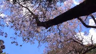 磯部桜川神社　天然記念物「桜川のサクラ」薄毛桜　茨城県桜川市.筑西市宝石店