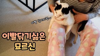 오늘도 요양중인 묘르신 VLOG 매일 찾아오는 노숙자 길냥이