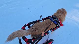 2024.01.29「はな工房」の犬用車椅子　　♪北海道のゴールデンレトリーバー　ドラんちゃん♪