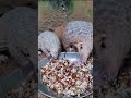 greater good charities is rescuing trafficked pangolins and giving new life to baby pangopups short