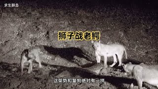 狮子大战老鳄，老鳄潜在水底和他捉迷藏，最后三头狮子没打过鳄鱼