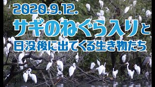 サギのねぐら入り2020.9.12.　日没後に出てくる生き物たち