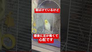 【足が痛そう…】朝から寝ぼけているオカメインコだけど足が痛そうで心配です… #shorts #cockatiel #オカメインコ #ペット #かわいい #ルチノー #心配 #足痛そう