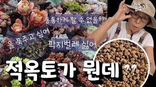 (다육식물)♻️적옥토 안쓰면 내 다육만 손해~