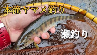 【本流釣り】【餌釣り】びしょ濡れの本流ヤマメ釣り。