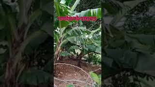 माणदेश को-परसबाग...शुभम सुर्वे