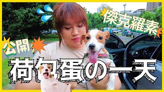 公開荷包蛋的一天🐶養傑克羅素超累！─黃小愛LittleLove