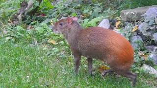 歩き回るウサギアグーチ　　Red-rumped agouti　2017 1021